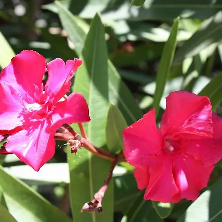 La Vie En Rose